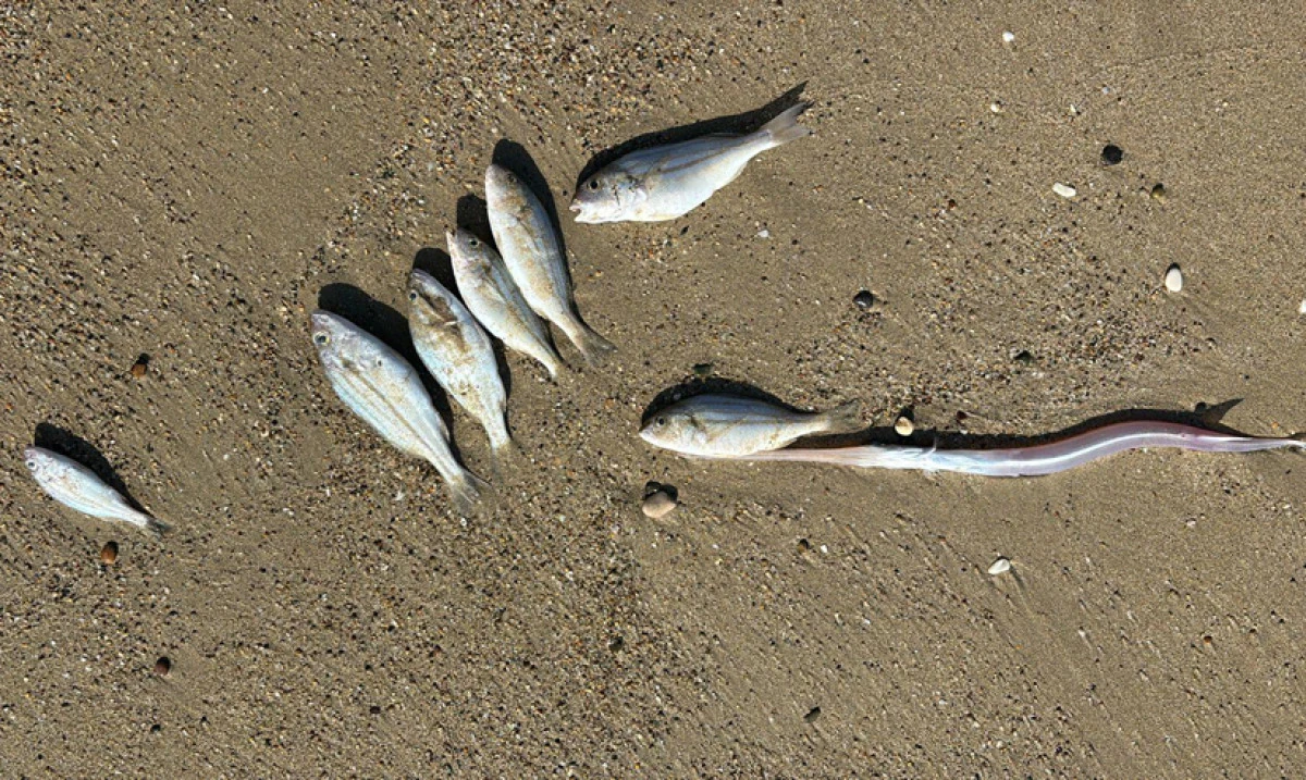 Balıklar neden karaya vuruyor?