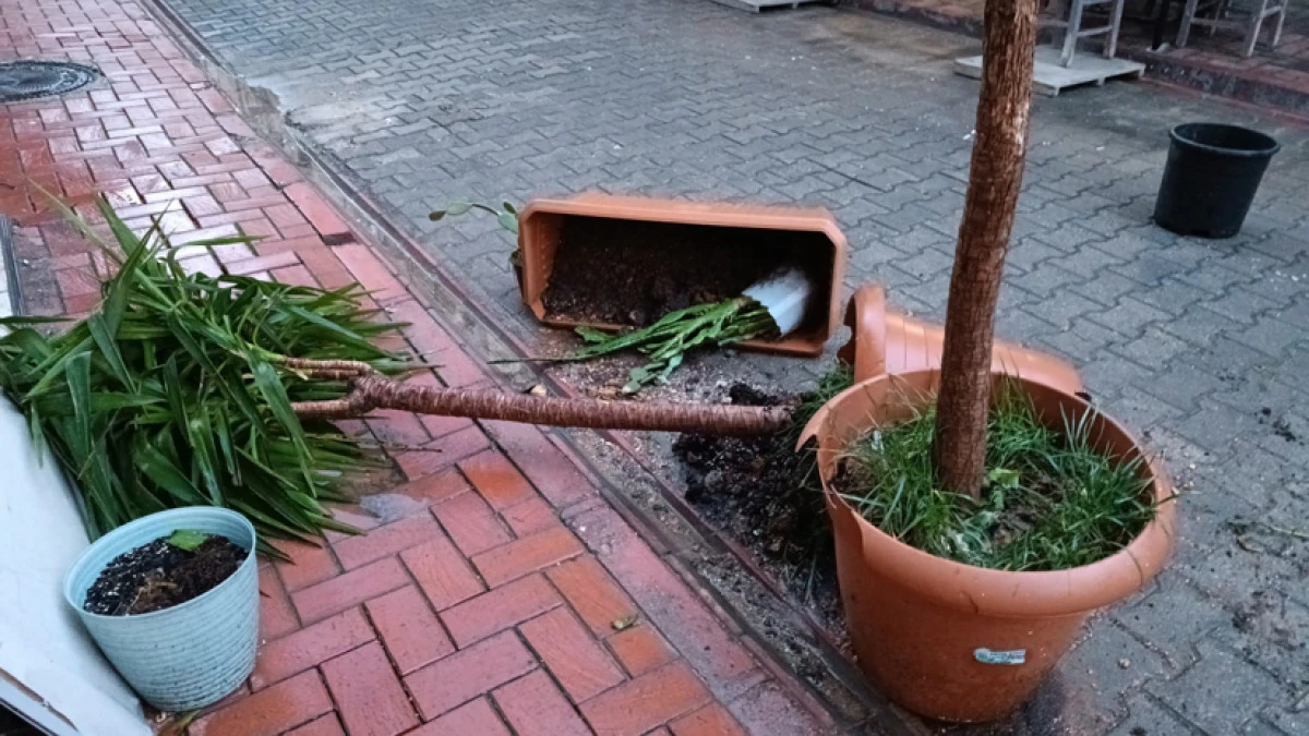 Bu &ccedil;i&ccedil;ekler kimlere battı?