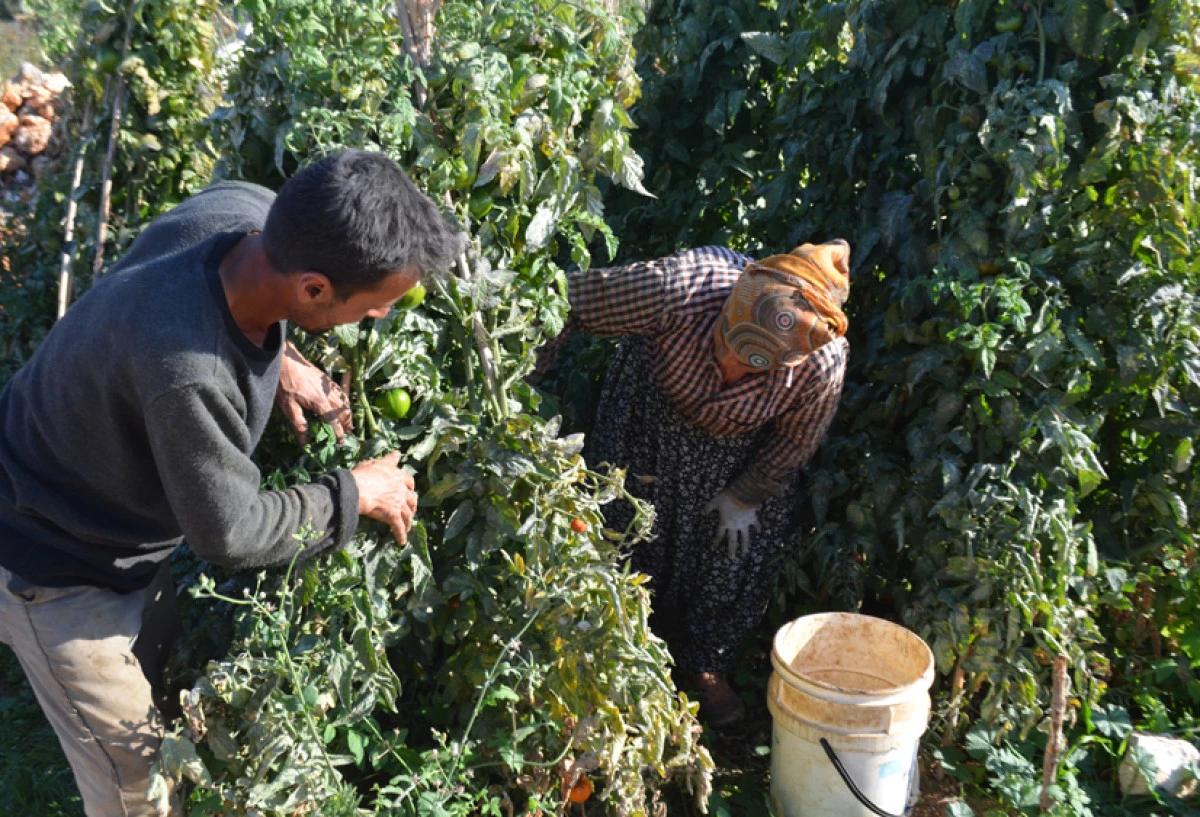 Lapçin cinsi domates üreticisini mutlu ediyor