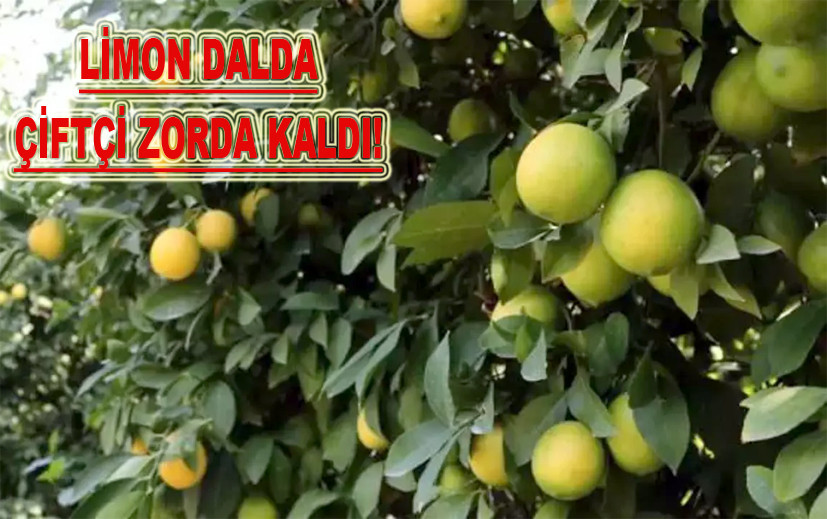 LİMON DALDA, ÇİFTÇİ ZORDA KALDI!..