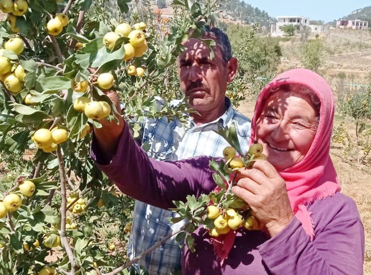Şifa kaynağı alı&ccedil;, &uuml;reticisini sevindiriyor