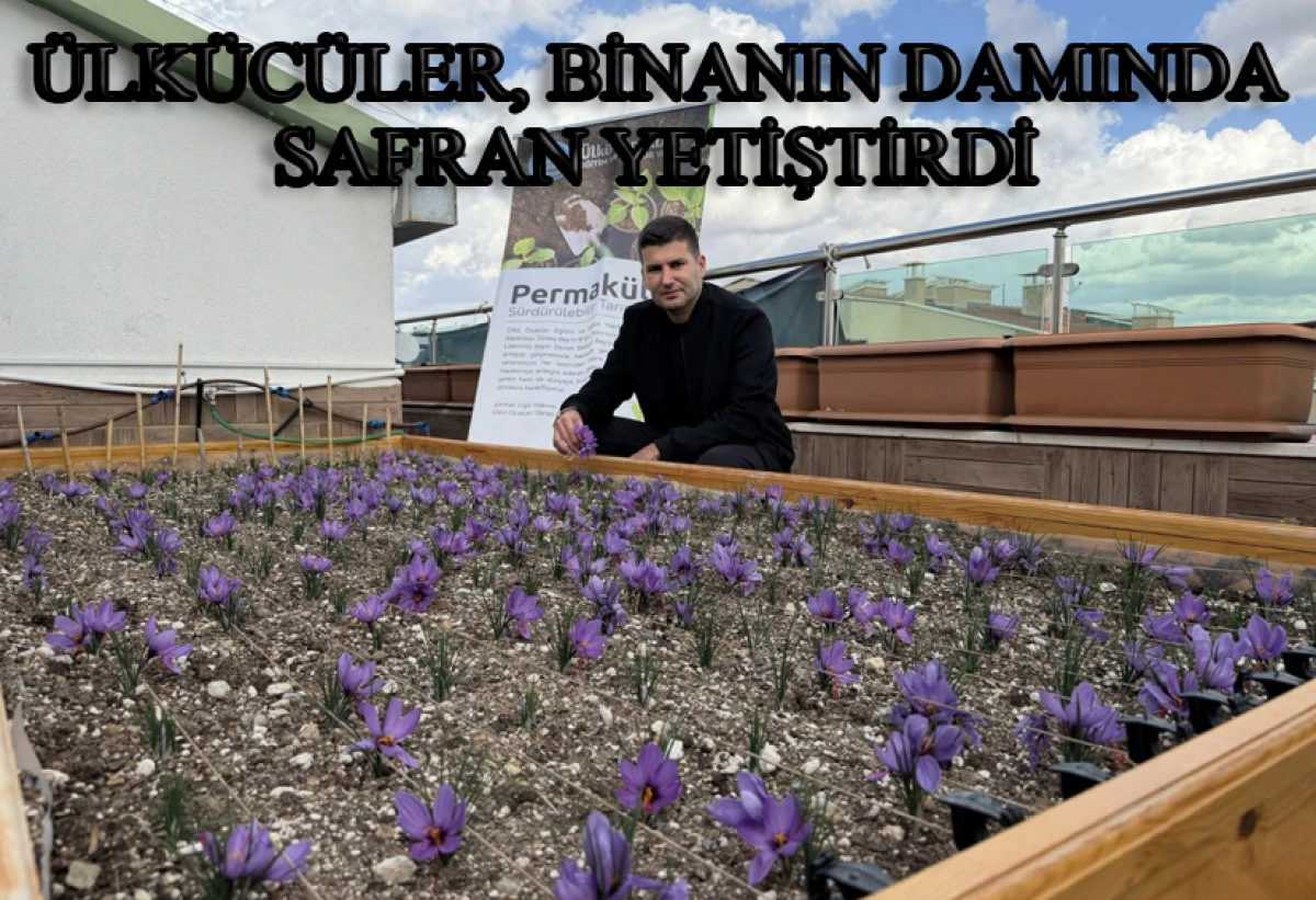 Terasa ekilen safran hasat edildi